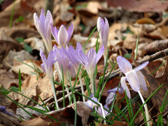 Crocus