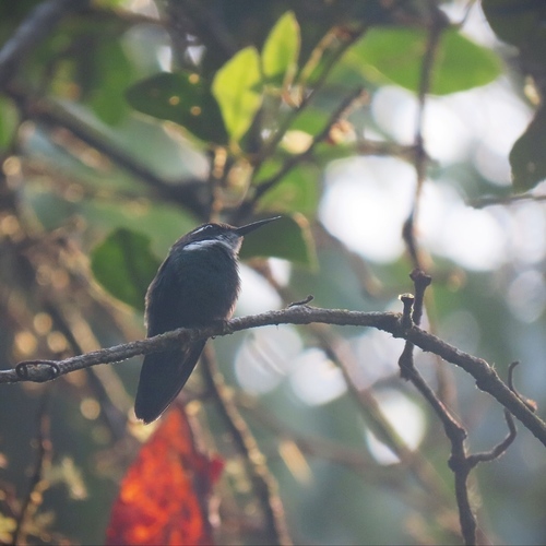 Geoffroy's Daggerbill (Schistes geoffroyi), photo 7