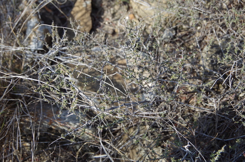 Image of Krameria ramosissima by (c) Eric Knight, some rights reserved (CC BY)