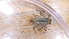 Maccaffertium mediopunctatum