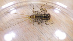 Maccaffertium mediopunctatum