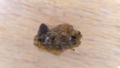Glossosoma