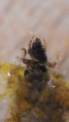 Glossosoma