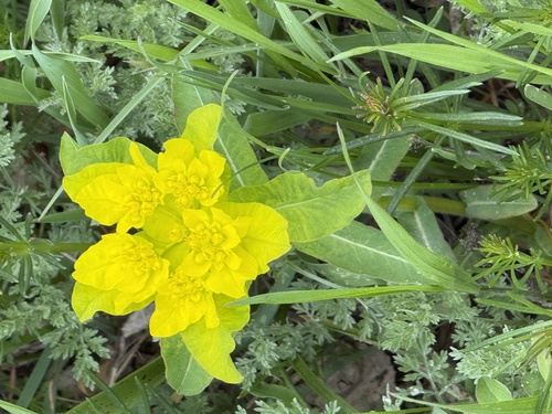 Cushion Spurge