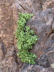 Mabrya acerifolia