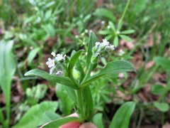 Myosotis macrosperma