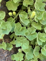 Mabrya acerifolia