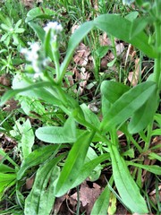 Myosotis macrosperma