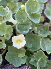 Mabrya acerifolia