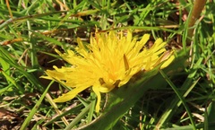 Taraxacum duplidentifrons