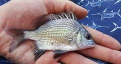 Acanthopagrus pacificus