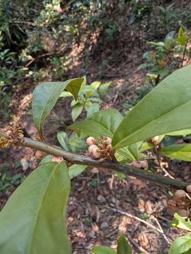Maesa japonica, photograph 4