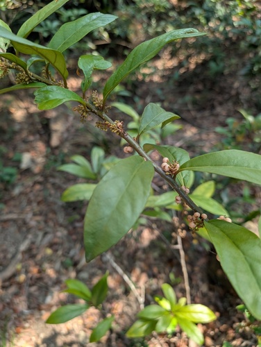 Maesa japonica, photograph 3