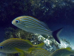 Haemulon carbonarium