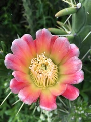 Austrocylindropuntia