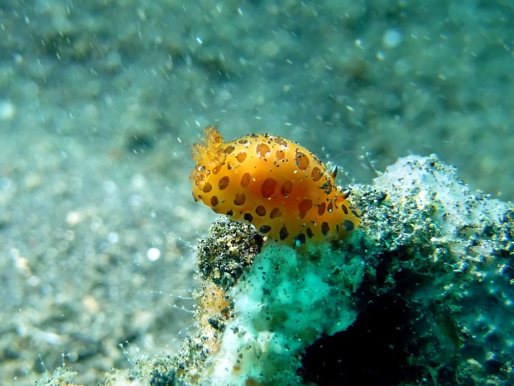 Polka-dot Sucking Dorid
