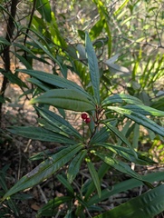 Ardisia lindleyana, photograph (c) Denys Vynokurov, some rights reserved (CC BY)