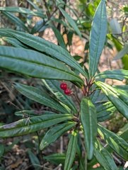 Ardisia lindleyana, photograph (c) Denys Vynokurov, some rights reserved (CC BY)