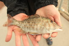 Lethrinus laticaudis