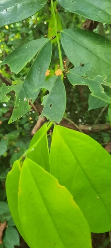 Salacia lehmbachii
