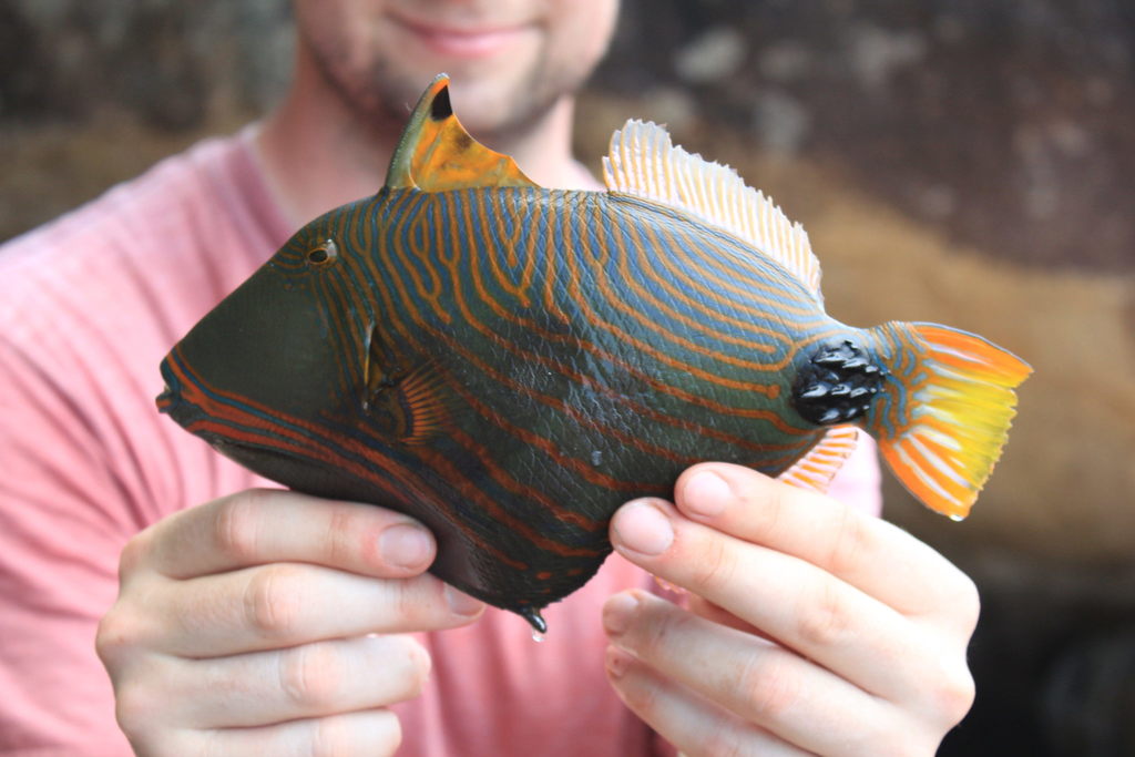 Photo of Orange-lined triggerfish (Balistapus undulatus)