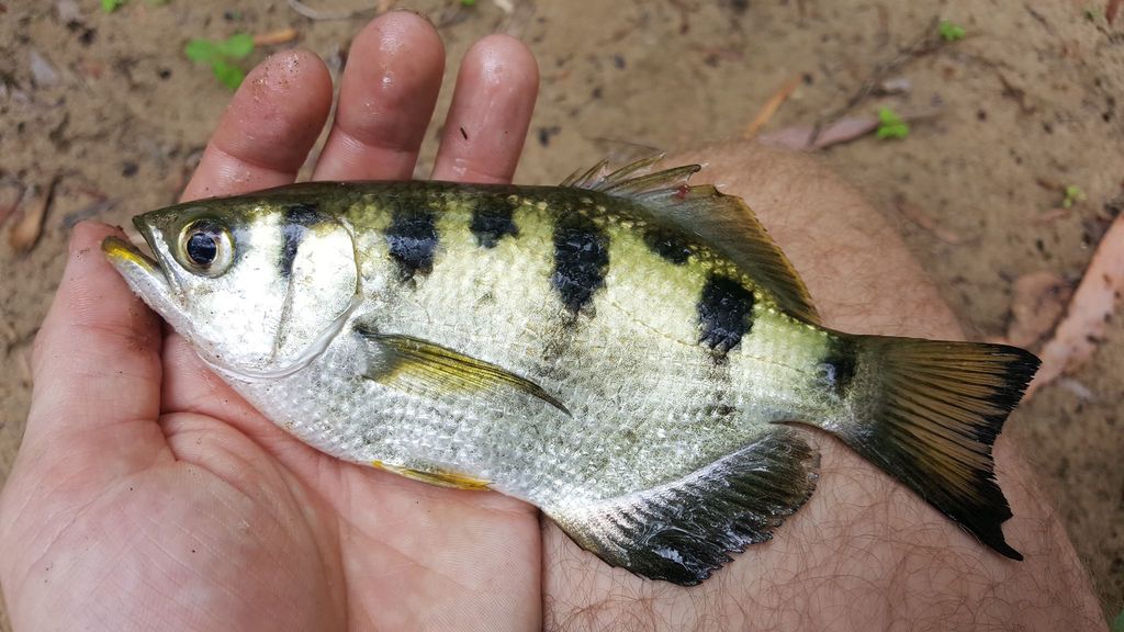 Archer fish (Toxotes chatareus) — Toxotidae