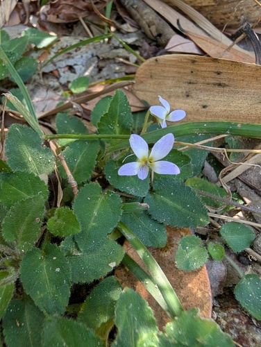 Viola diffusa, photograph 2