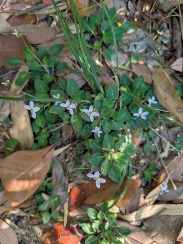 Viola diffusa
