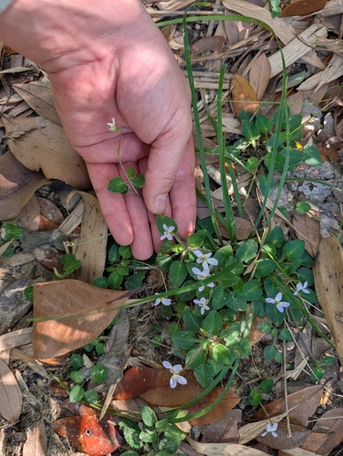 Viola diffusa, photograph 3