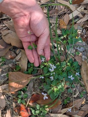 Viola diffusa, photograph (c) Denys Vynokurov, some rights reserved (CC BY)