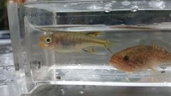 Pseudomugil signifer