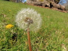 Taraxacum duplidentifrons