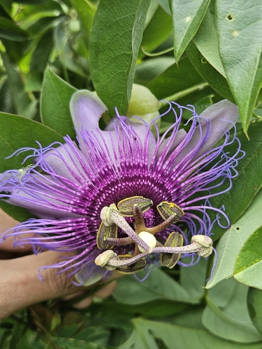 crato passionvine