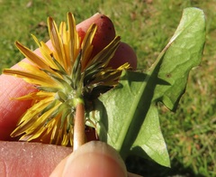 Taraxacum duplidentifrons