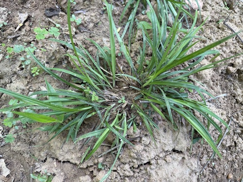 Carex abscondita, 2026-04-09