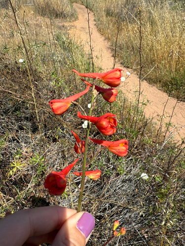 Scarlet larkspur