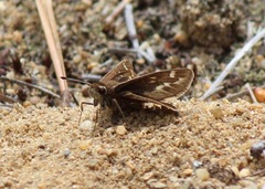 Hesperia metea
