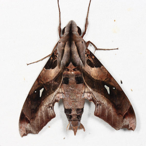 Madoryx dentatus