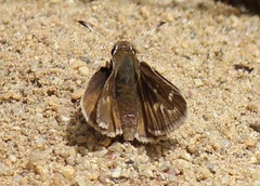 Hesperia metea