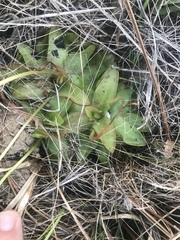 Pinguicula planifolia