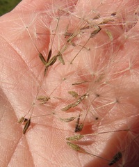 Taraxacum duplidentifrons