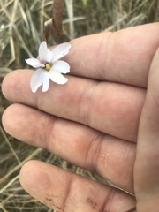 Pinguicula planifolia