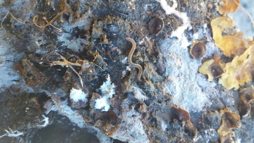 Pink Feather Boa Millipede photo 5