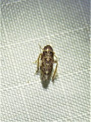 Xestocephalus tessellatus