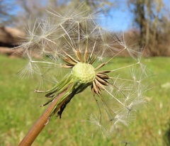 Taraxacum duplidentifrons