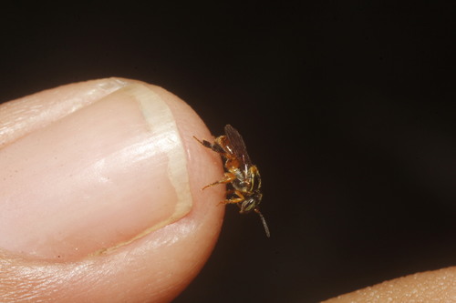 Plebeia pulchra