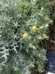 Castilleja hololeuca