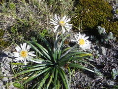 Celmisia major brevis