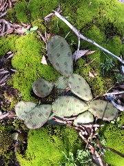 Opuntia cespitosa