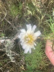 Malacothrix saxatilis implicata